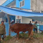 Sapi Berukuran Raksasa Warnai Perayaan Idul Adha 1447H : SPPG Mawar 3 Salurkan Lebih Dari 300 Bon Kupon Daging Qurban