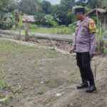 Dukung Swasembada Pangan 2026, Polsek Banua Lawas Monitoring Pertumbuhan Jagung Bersama Kelompok Tani